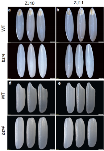 线下配资官网 中国科学家揭示水稻“无胚”之谜